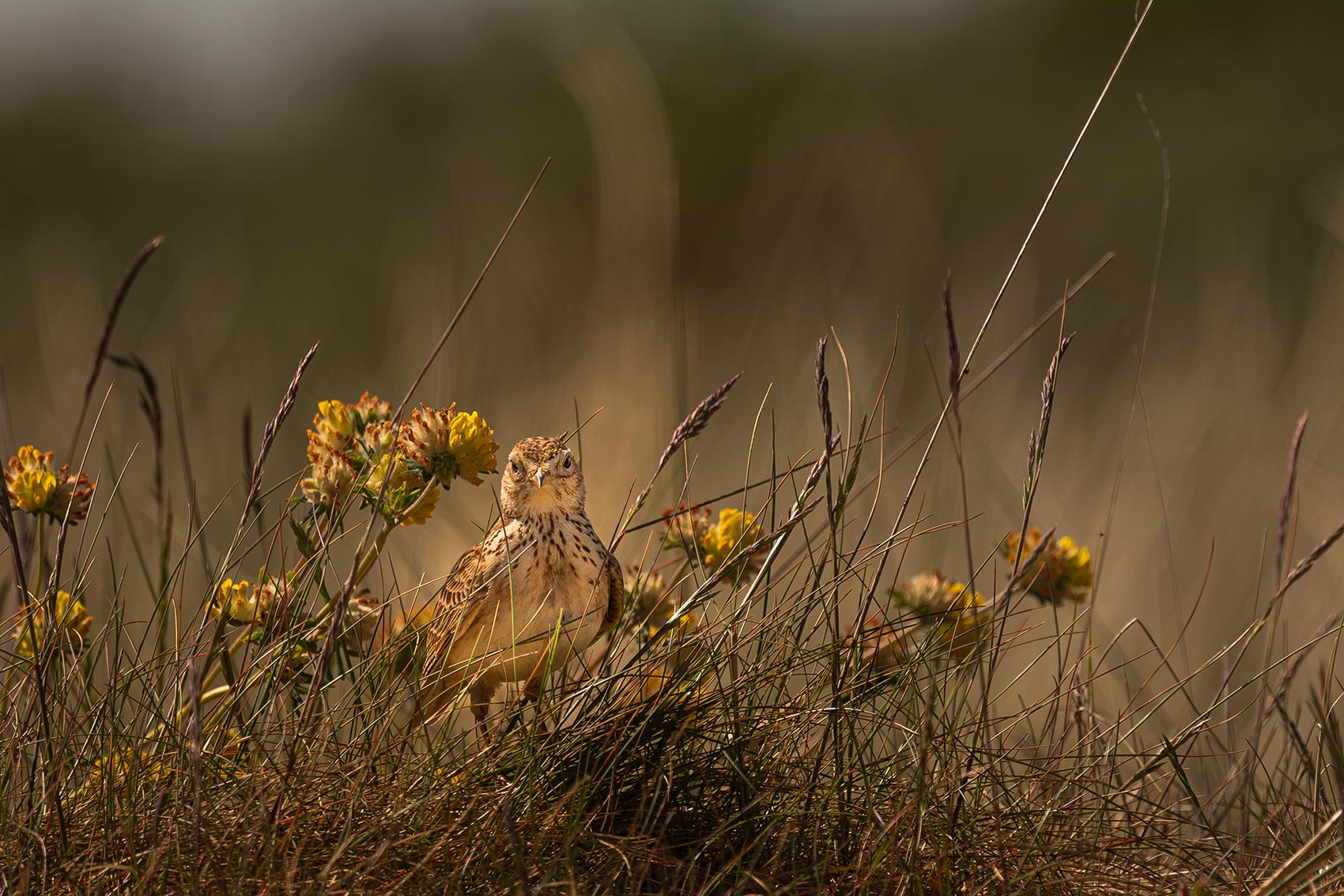 Eurasian Skylark, Portmarnock Beach