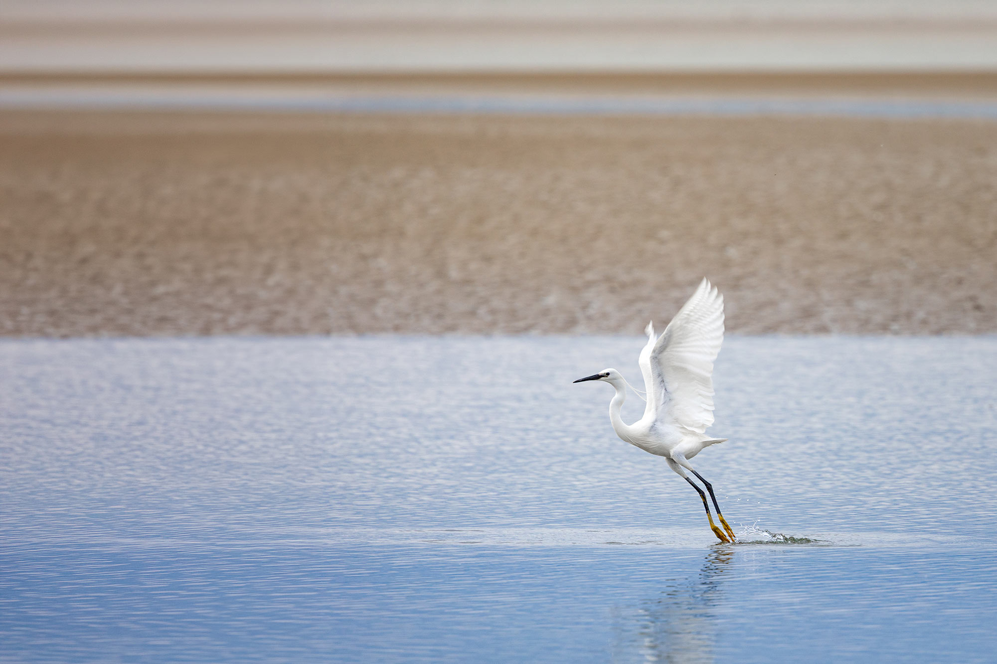 Little Egret, Howth Burrow Beach