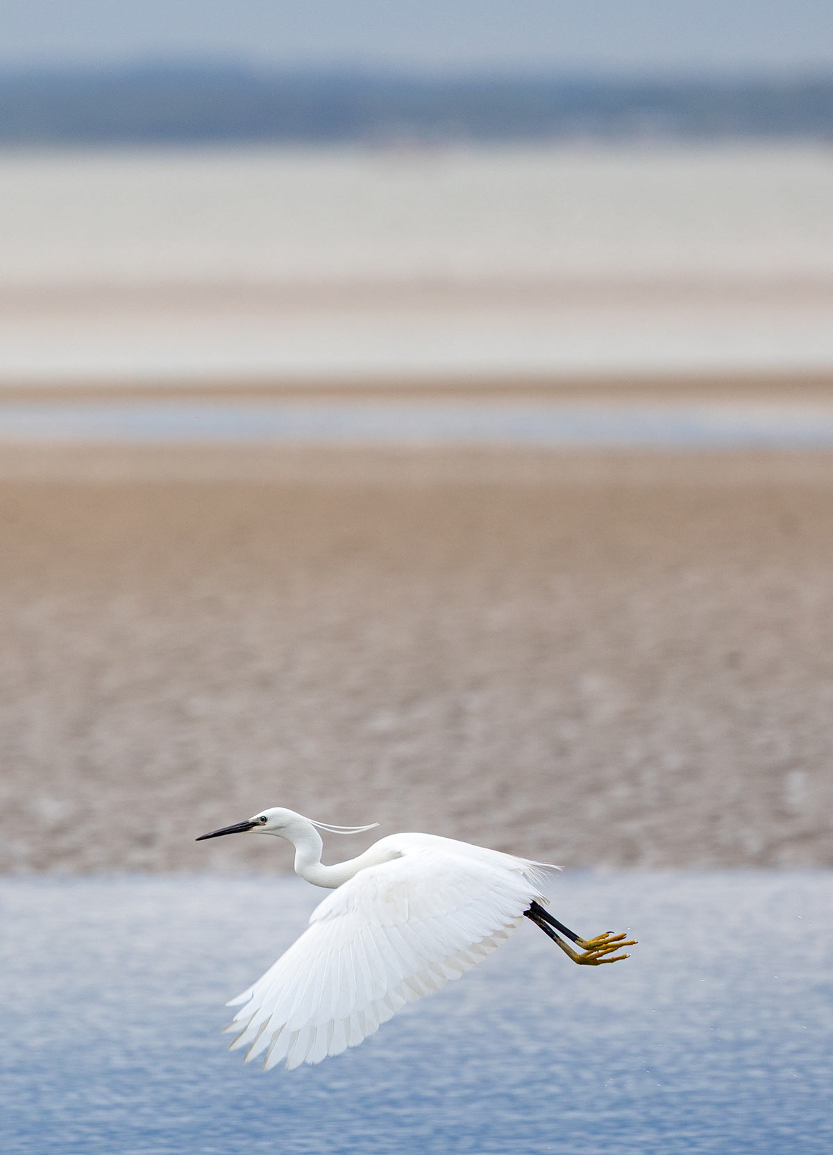Little Egret, Howth Burrow Beach