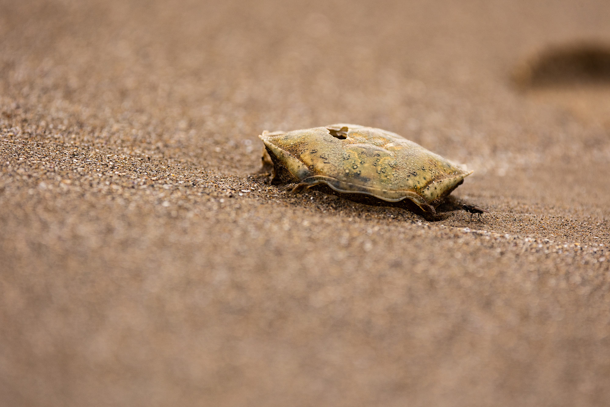 Crab Shell, Howth