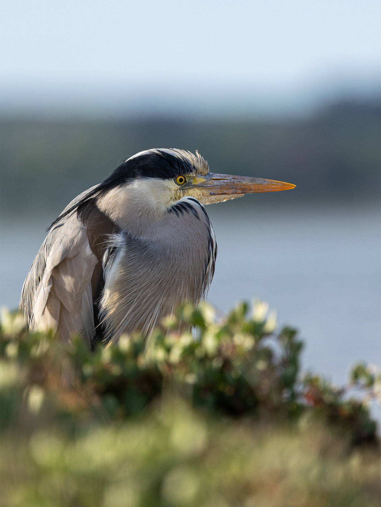 Heron, Baldoyle