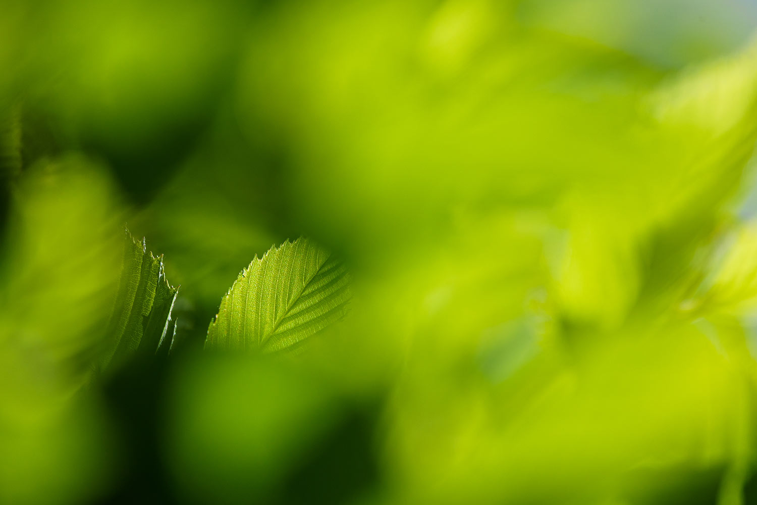 Foliage Detail