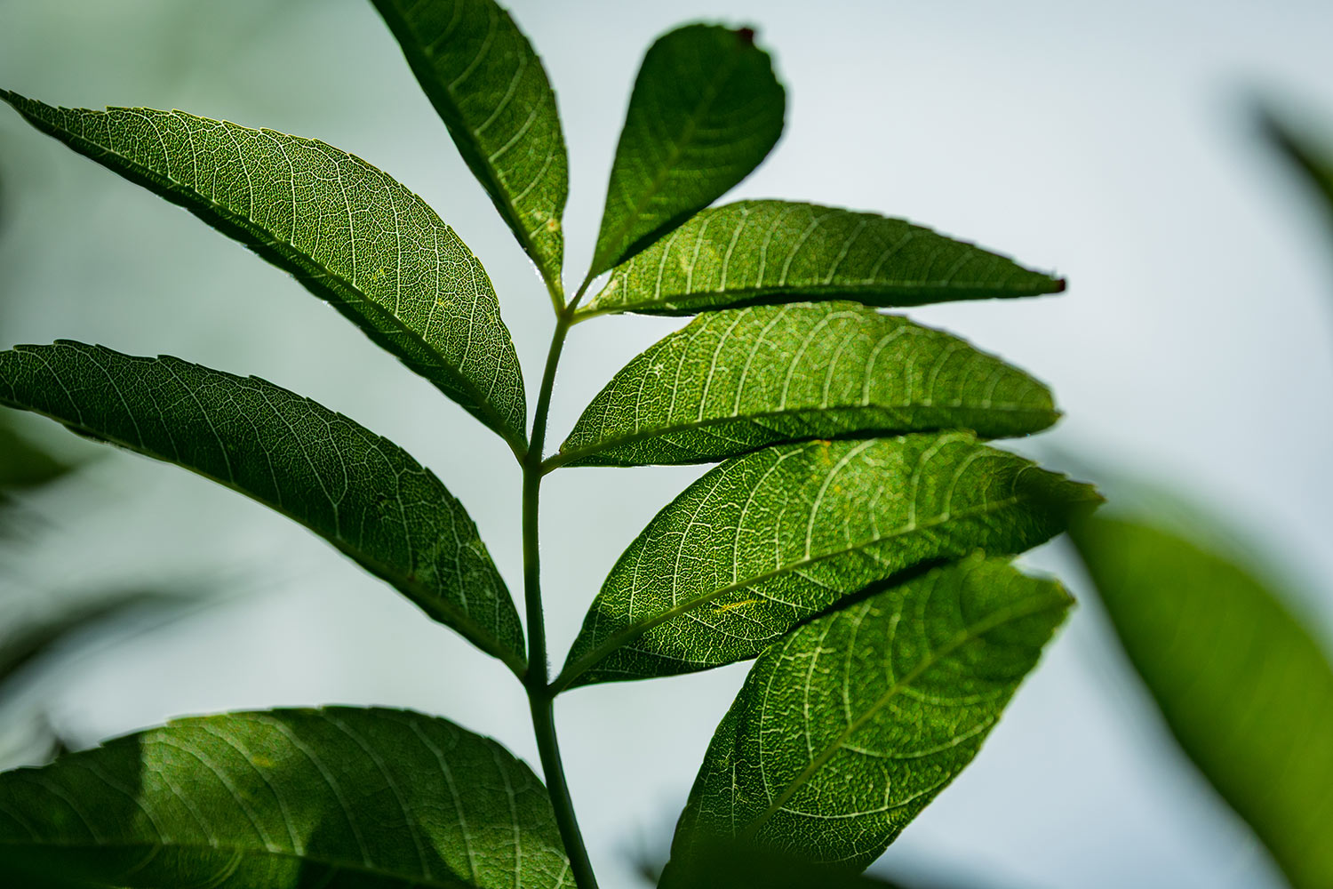 Leafs