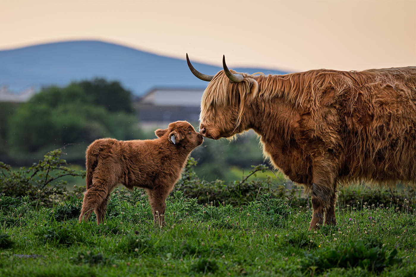 Highland Cows, Portmarnock