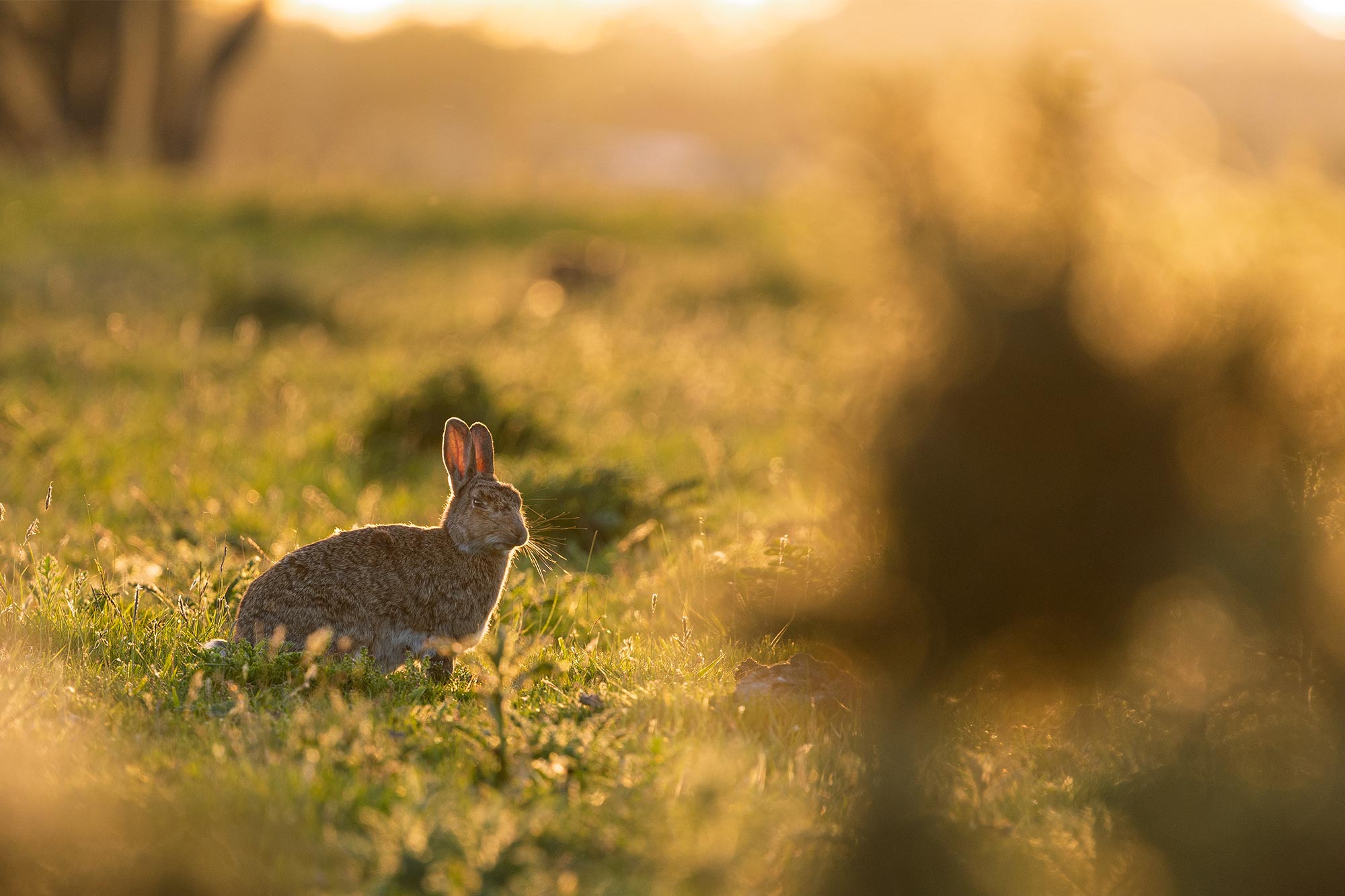 Rabbit at sunset