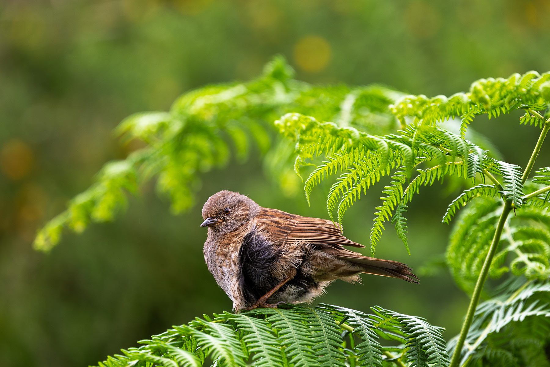 Dunnock, Howth
