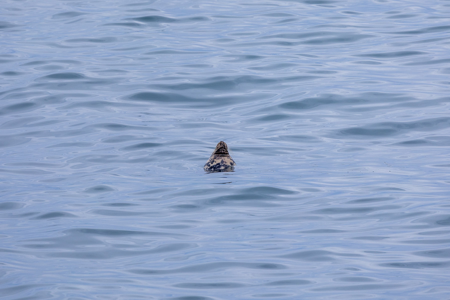 Seal, Howth