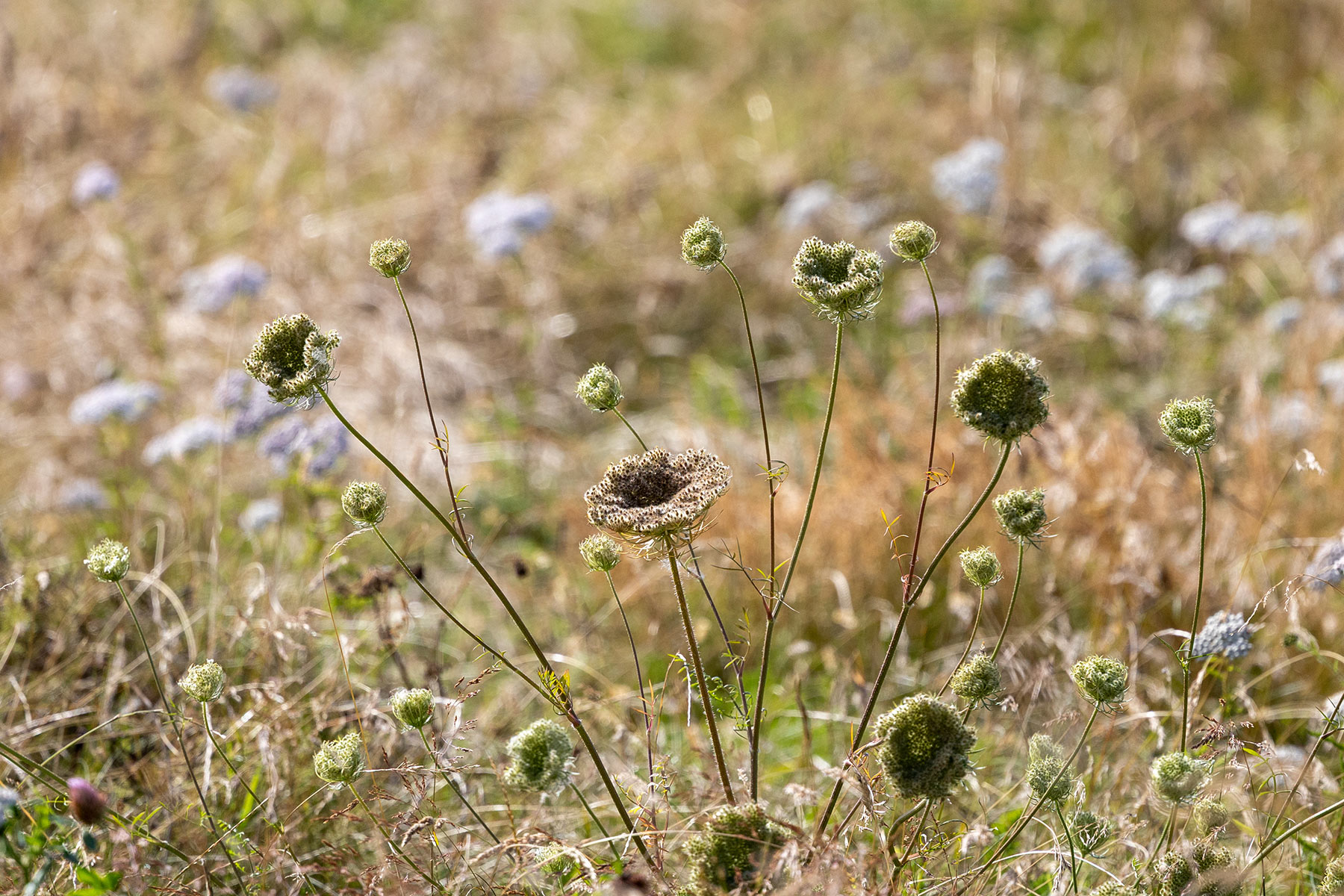 Autumn flowers