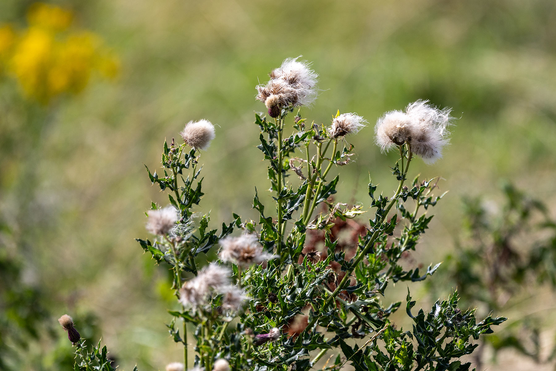 Autumn flowers