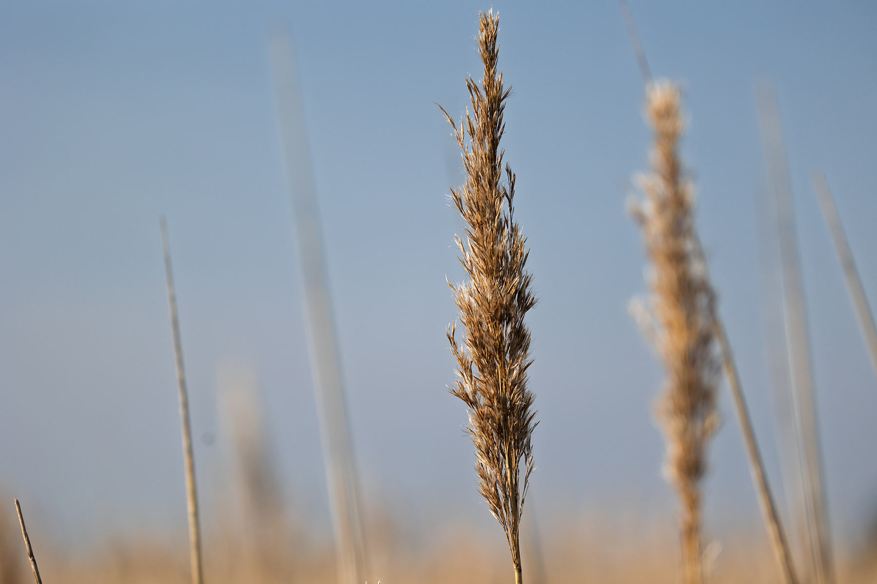 Reeds