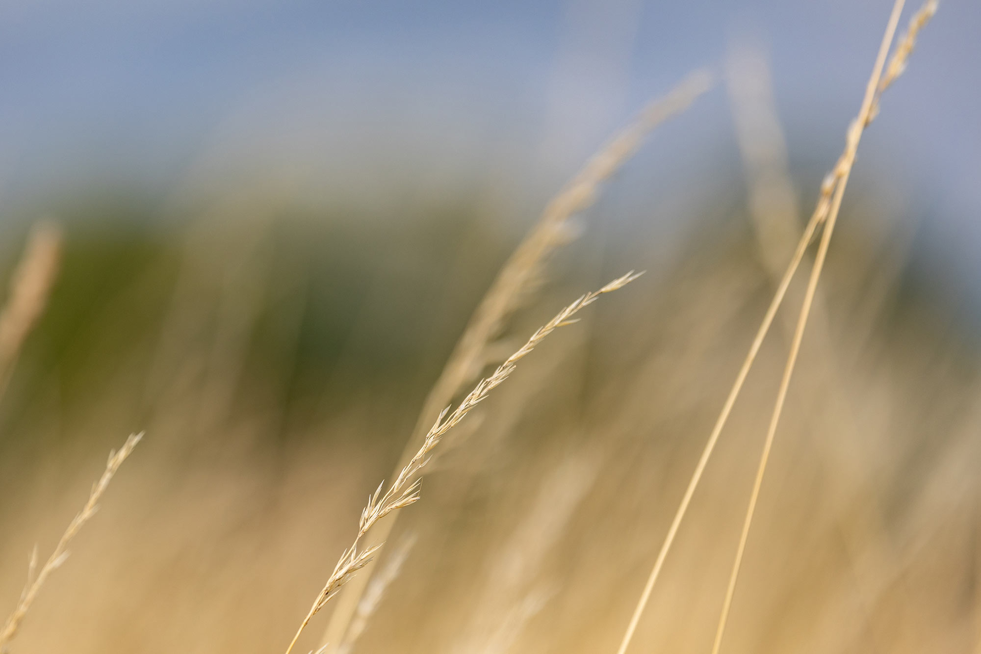 Reeds
