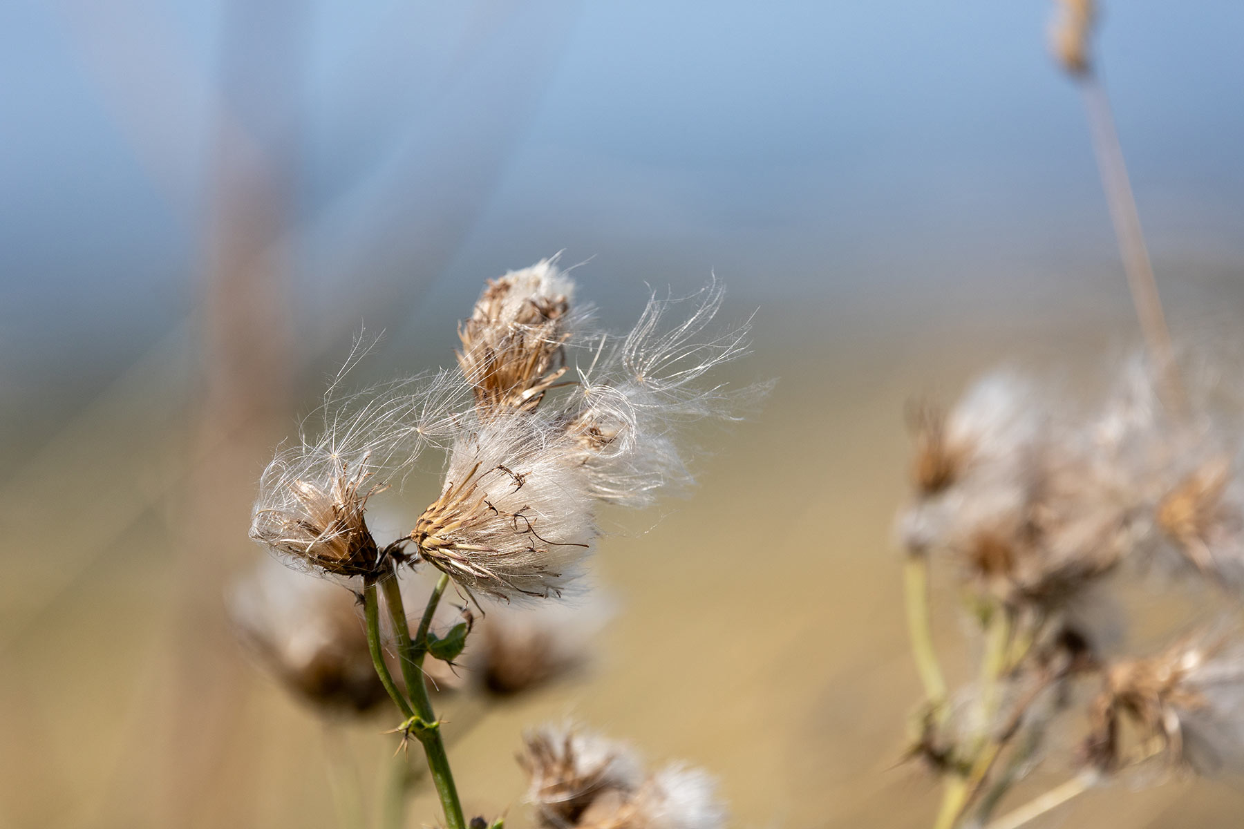 Flower Detail