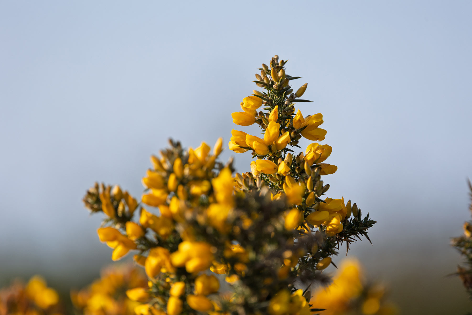 Gorse