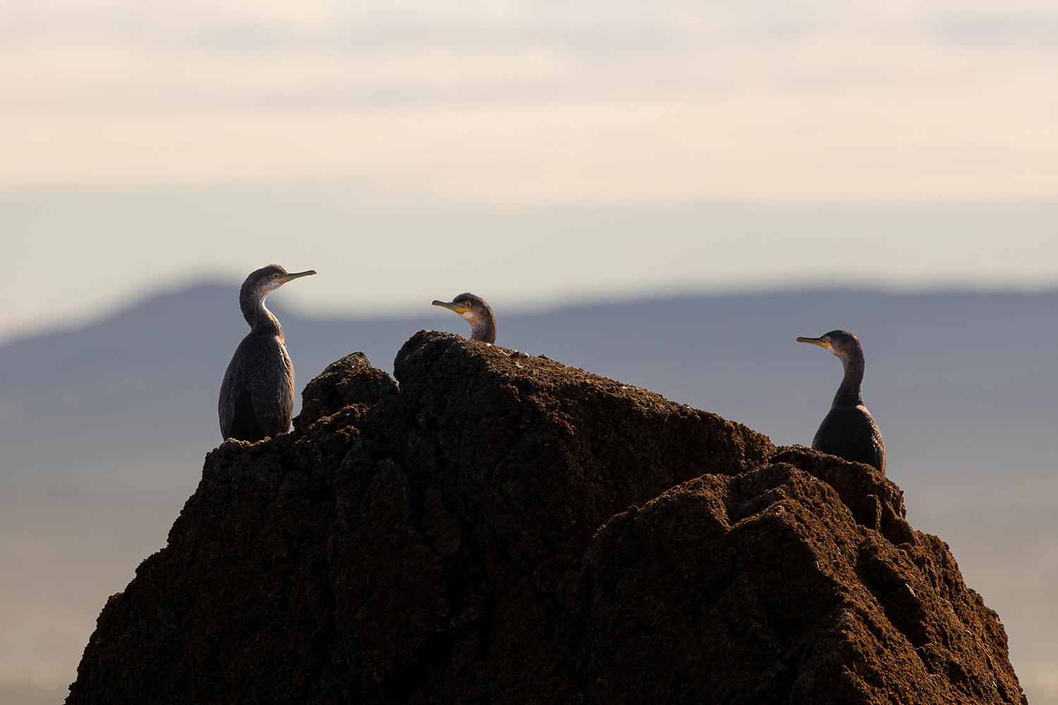 Great Cormorants, Howth, Ireland