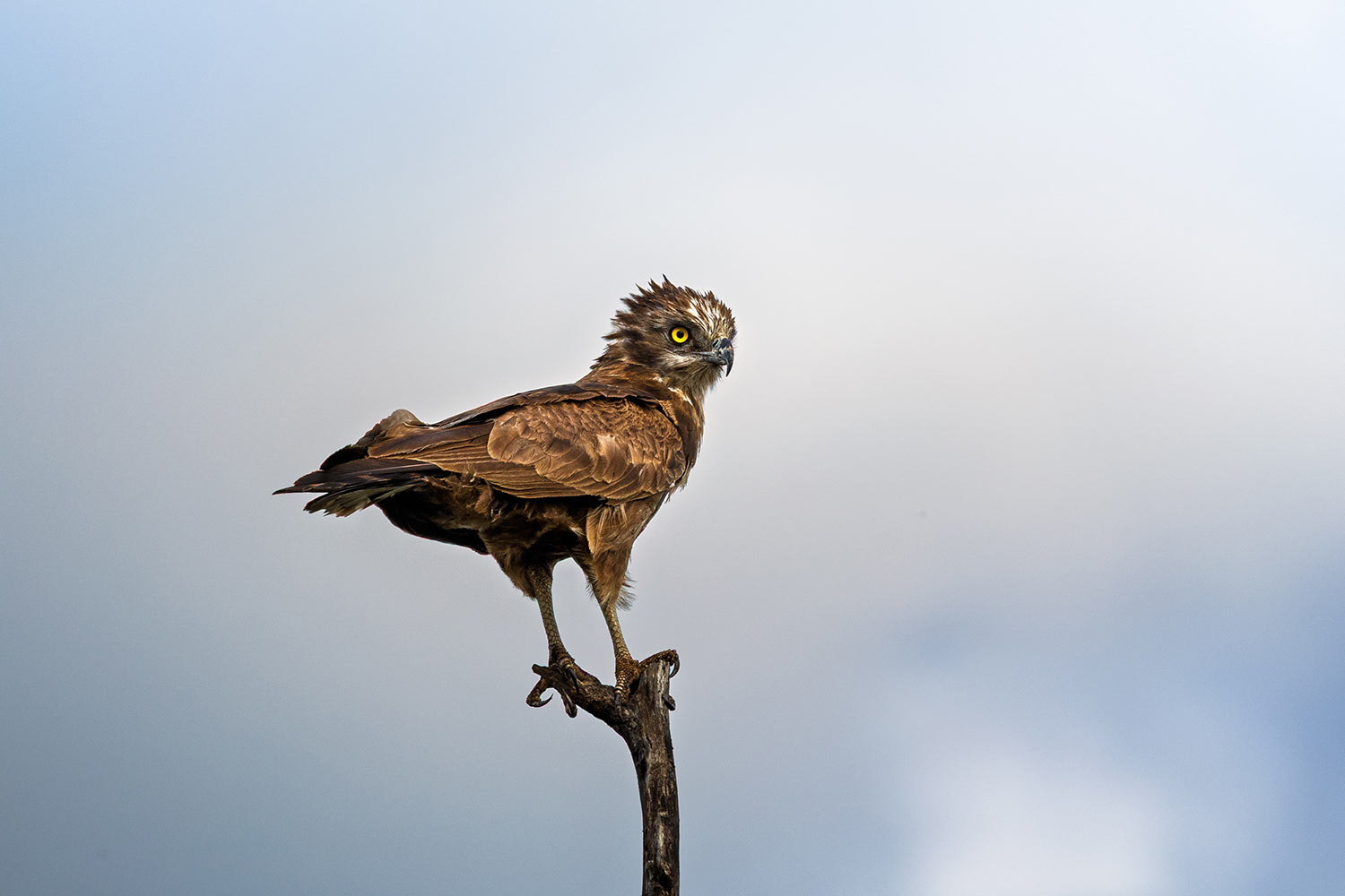 Brown Snake Eagle, Kruger National Park, South Africa