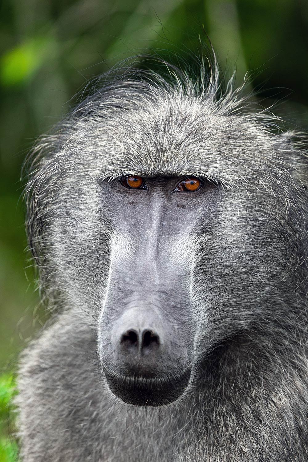 Chacma Baboon, Kruger National Park, South Africa