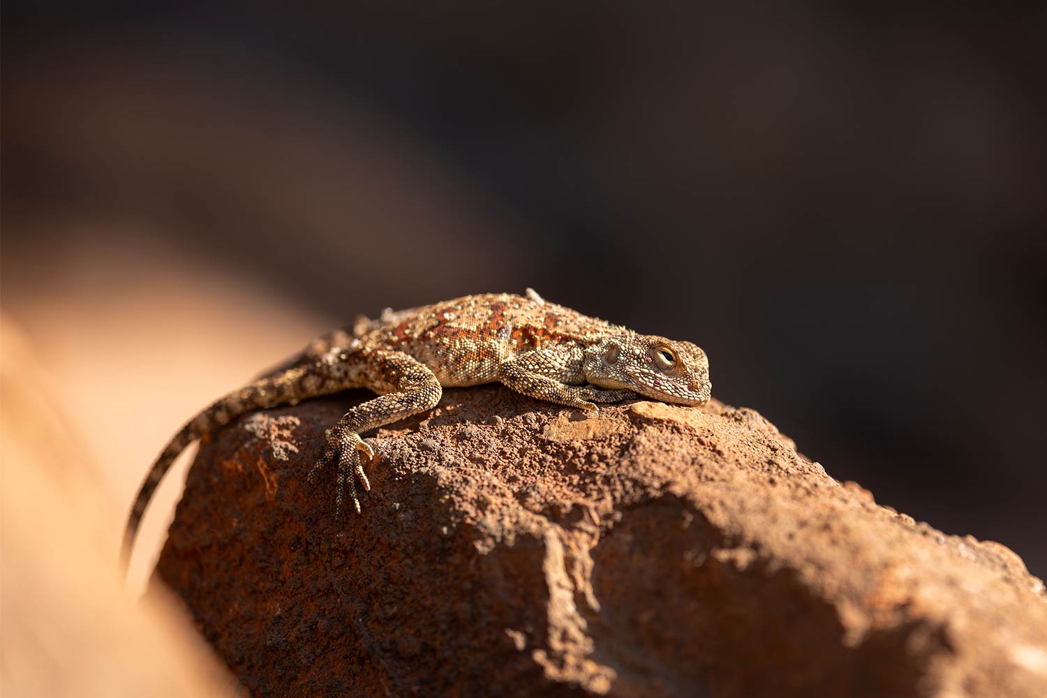 Ground Agama, South Africa