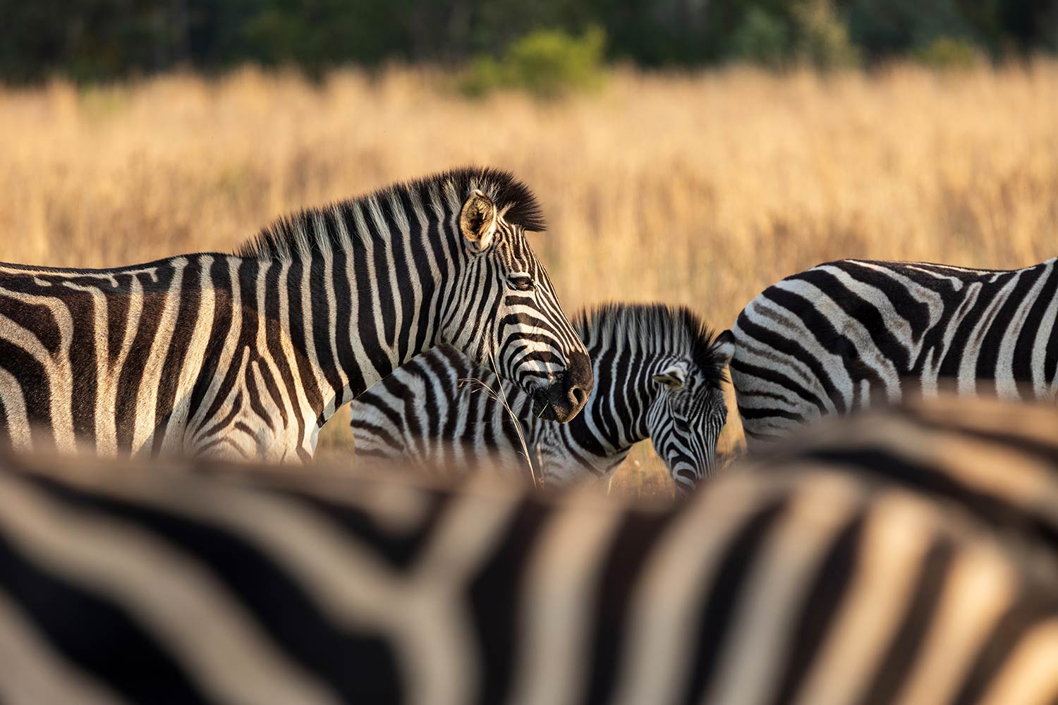 Plains Zebra, South Africa