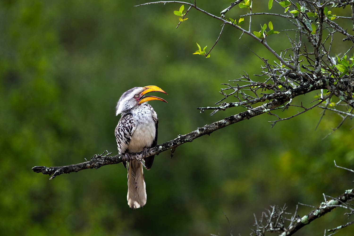 Southern Yellow-Billed Hornbill, South Africa, Kruger National Park
